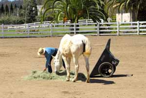 Volunteer Caregiver feeding a horse