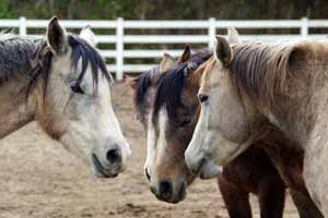 Pegasus Rising horses in group huddle