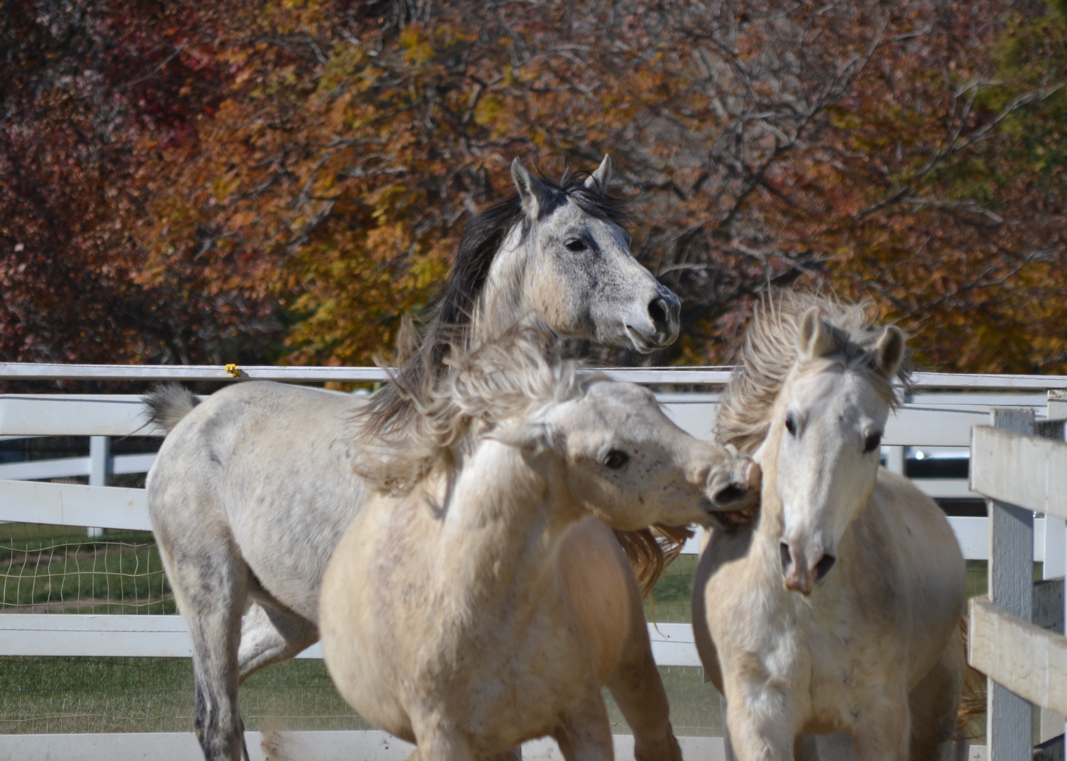 Click here to meet the Pegasus Horses!